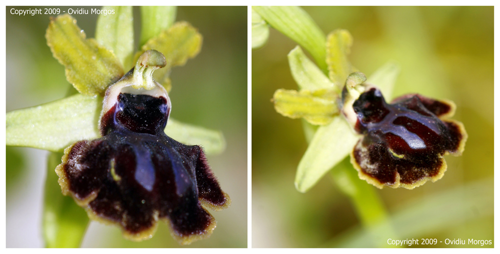 Ophrys garganica